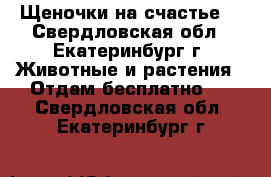 Щеночки на счастье. - Свердловская обл., Екатеринбург г. Животные и растения » Отдам бесплатно   . Свердловская обл.,Екатеринбург г.